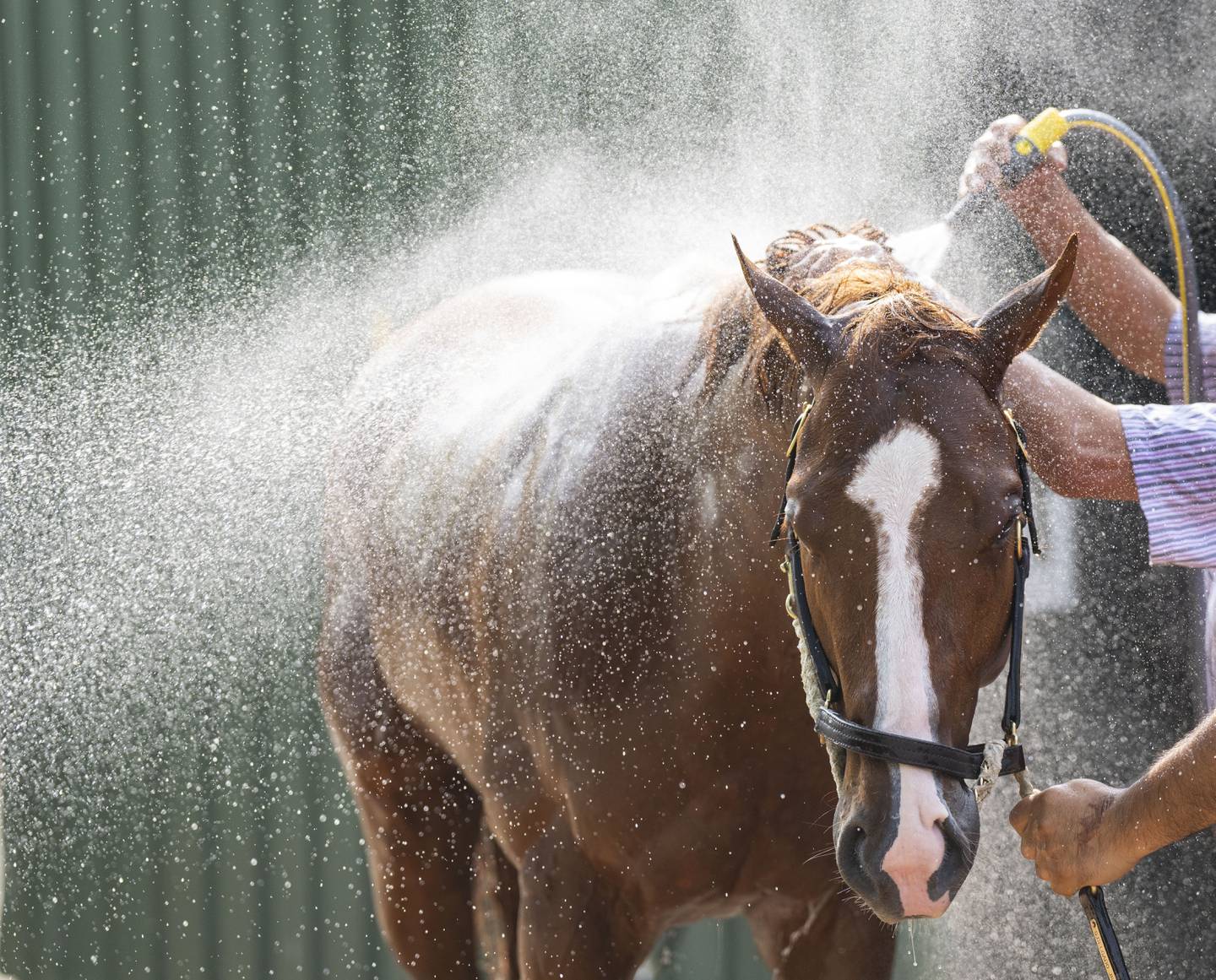 Mage is bathed after morning training at Pimlico Race Course, Wednesday, May 17, 2023.