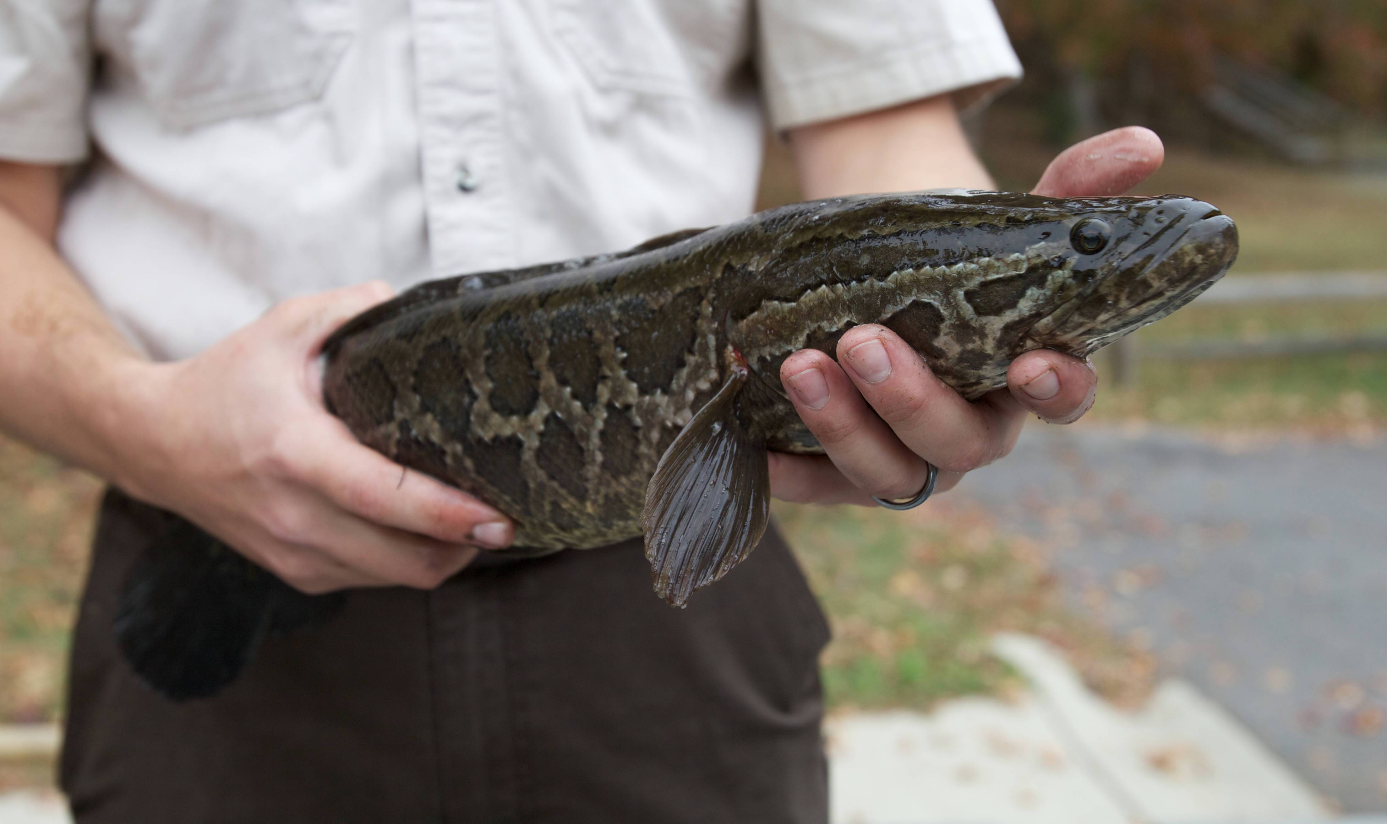 A U.S. Fish and Wildlife Service biologist a northern snakehead fish in Maryland. The fish's scientific name is Channa argus and in 2024, Maryland lawmakers are considering giving it a new common name: "Chesapeake channa."