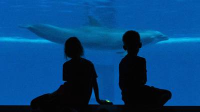 National Aquarium’s dolphin sanctuary plan: Wave of the future or well-intentioned folly?