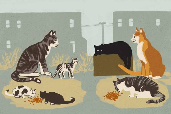Method for dealing with cat overpopulation raises concerns among some