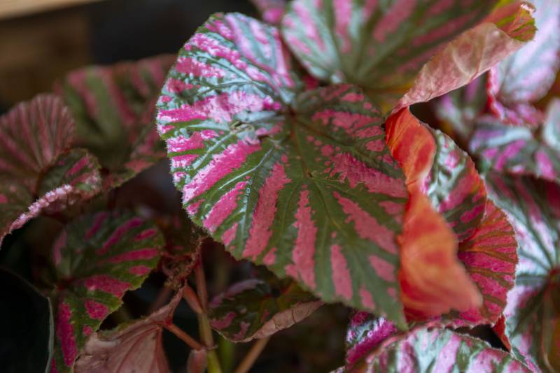 A vibrant angel wing begonia at B. Willow in Remington.