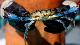 Why the Chesapeake Bay’s beloved blue crabs are at an all-time low
