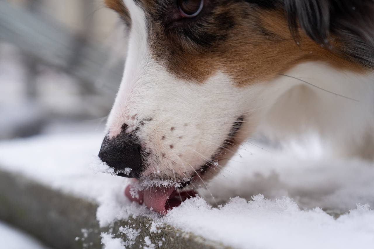 Jarvis licks up the snow in Berwyn Heights, Maryland on January 15, 2024.