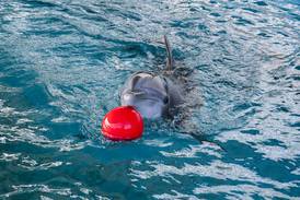 Fastest way to muffle a marine biologist? Ask them about captive dolphins