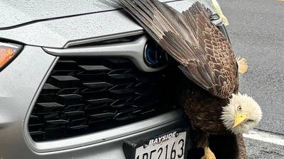 One Calvert County woman’s car trouble: An eagle stuck in the front grill