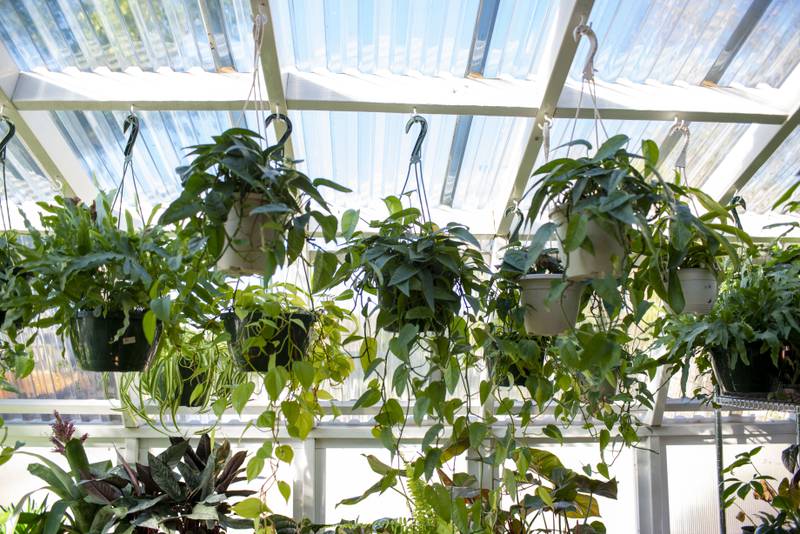 A variety of hanging plants including a cebu blue photos in the green house at green neighbor.