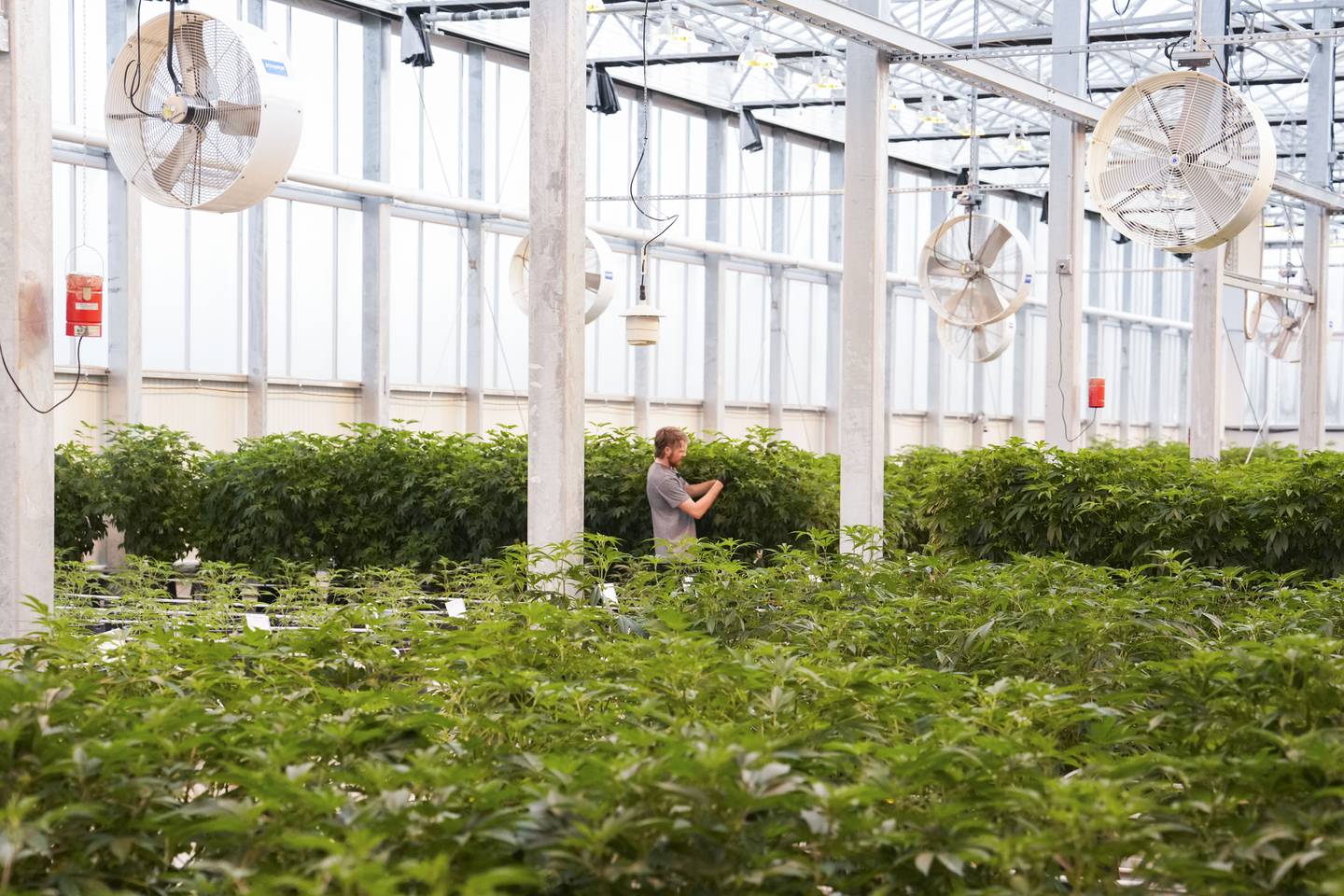 Behind the scenes at cannabis grow farm SunMed