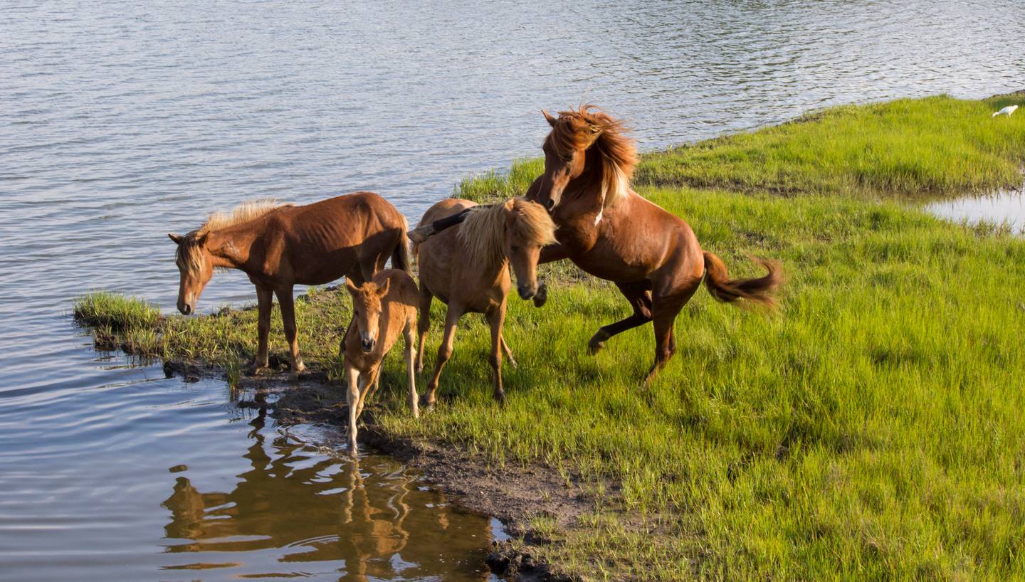 Assateague's stallion named Phoenix with another pony named Mieke's Noe'lani and her two fillies, one a yearling, and the other just a couple of months old.