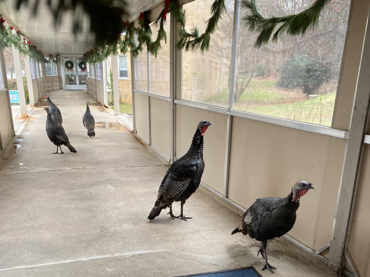 Five wild turkeys meandered through a breezeway at Notre Dame Preparatory School in Towson on Monday.