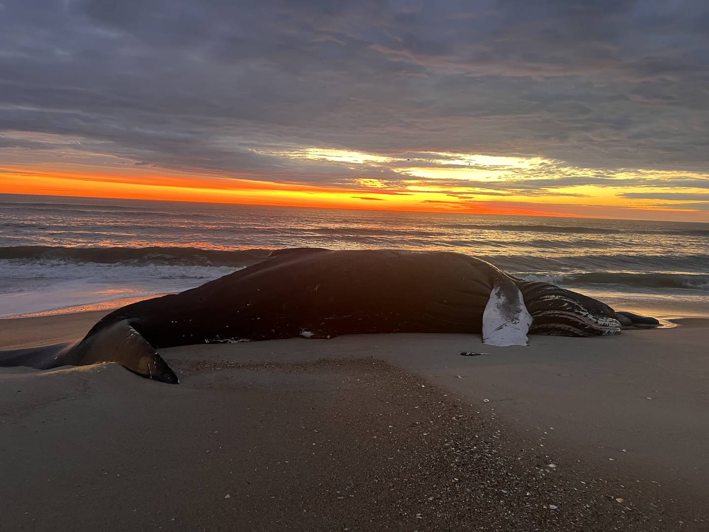 The body of young female humpback whale washed up on the shores of Assateague Island on Monday. It is the tenth dead whale to appear on a stretch of shore from New York to North Carolina in recent weeks.