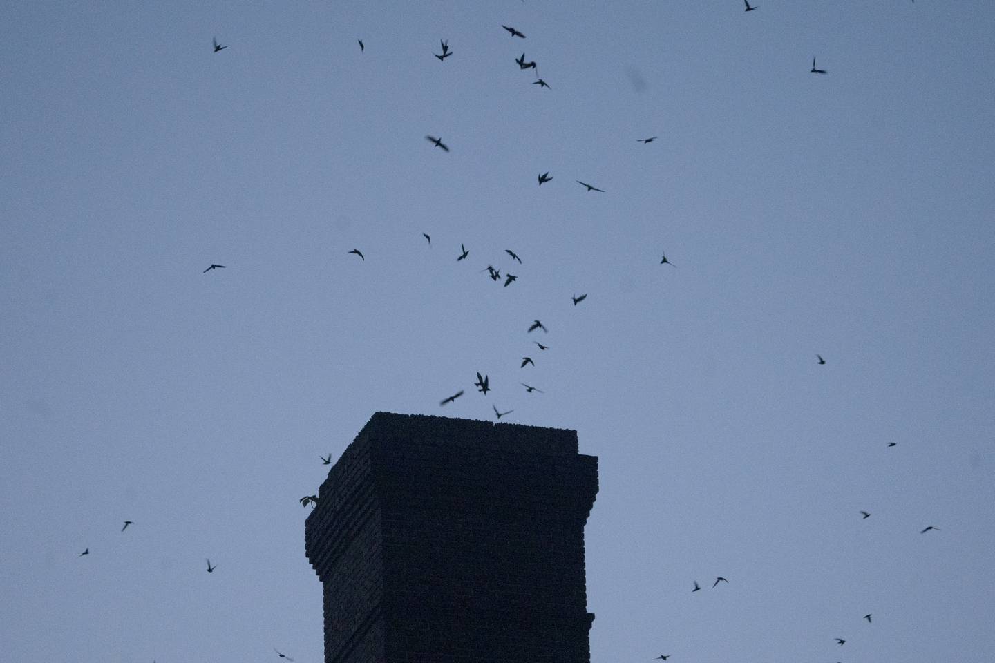 Each September, thousands of chimney swifts spend the night  in Hampden's old bookbindery as they journey from Canada to South America. This year, could be the last as the building has been purchased and possibly slated for demolition.