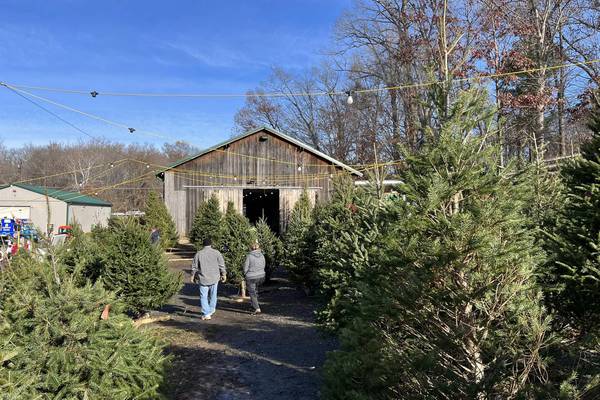 Why Christmas trees are getting more expensive and harder to find