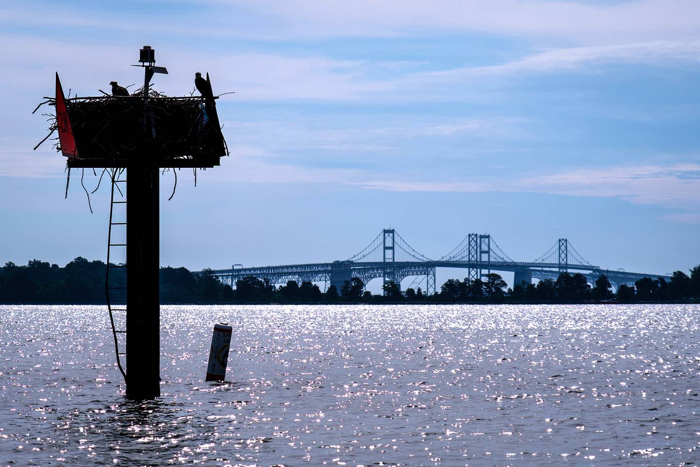 An osprey nest perched on a navigation pole in the Severn River, with Chesapeake Bay bridge in the background, as seen from Greenbury Point in Annapolis.