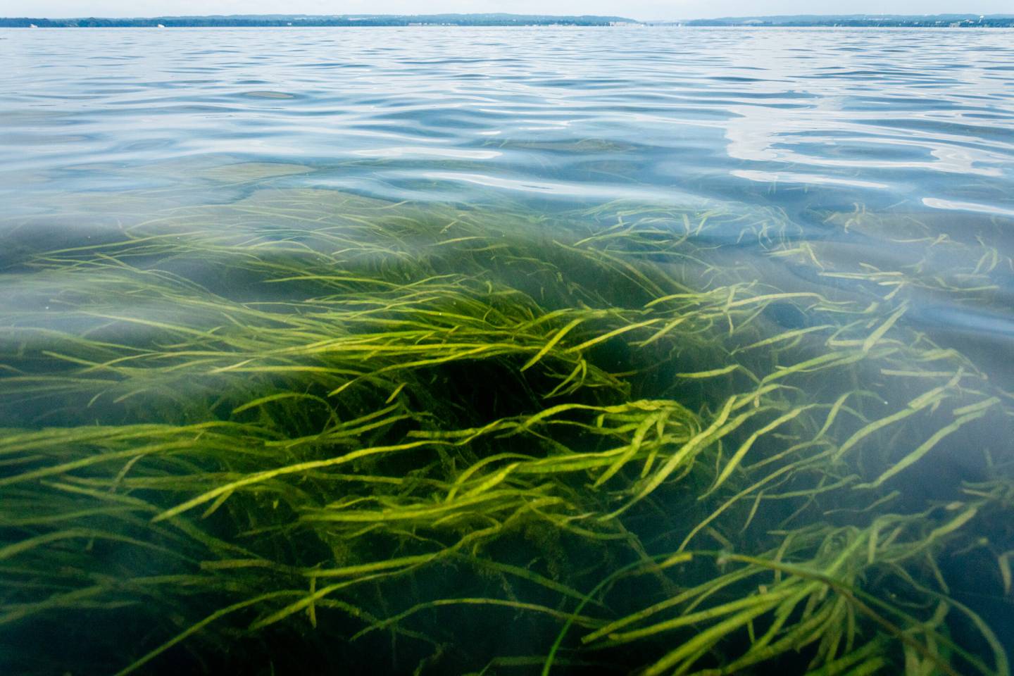 Wild celery and other bay grasses grow in the Susquehanna Flats south of Havre de Grace, Md., on Aug. 2, 2019.