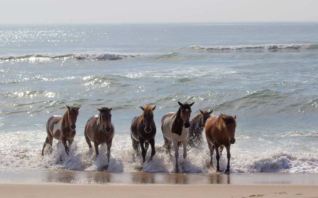 Ponies cool off in the water on Assateague Island.