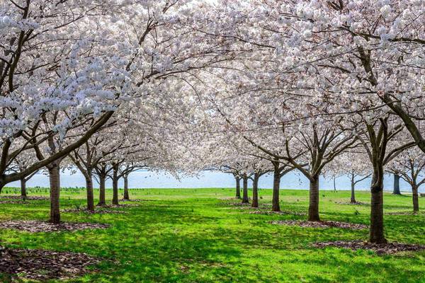D.C. who? Baltimore has its own historic cherry trees along the water.