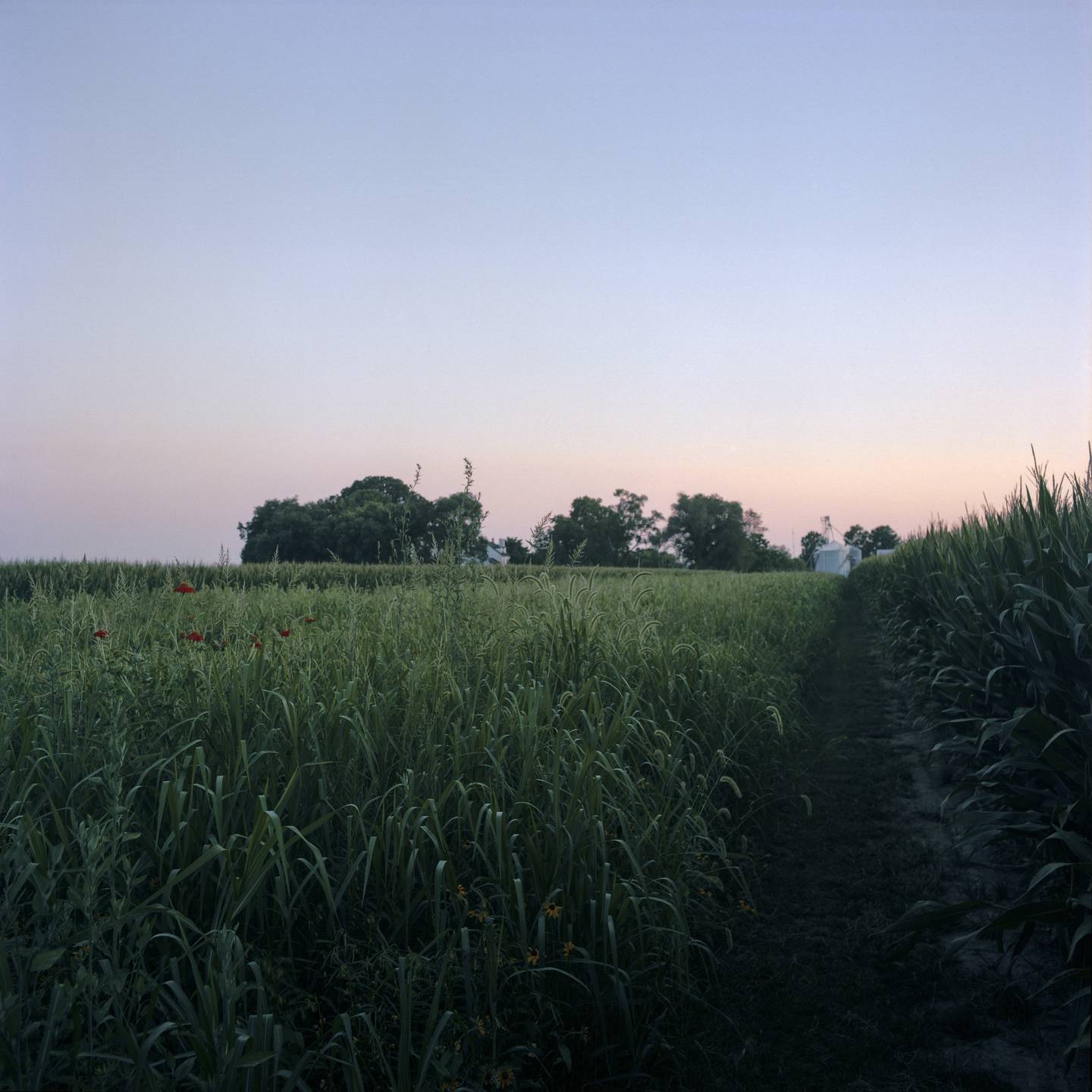 A wild flower pollinator field between corn fields seen at dusk with the Emory Farm in the distance on August 3rd, 2022 in Queenstown Maryland