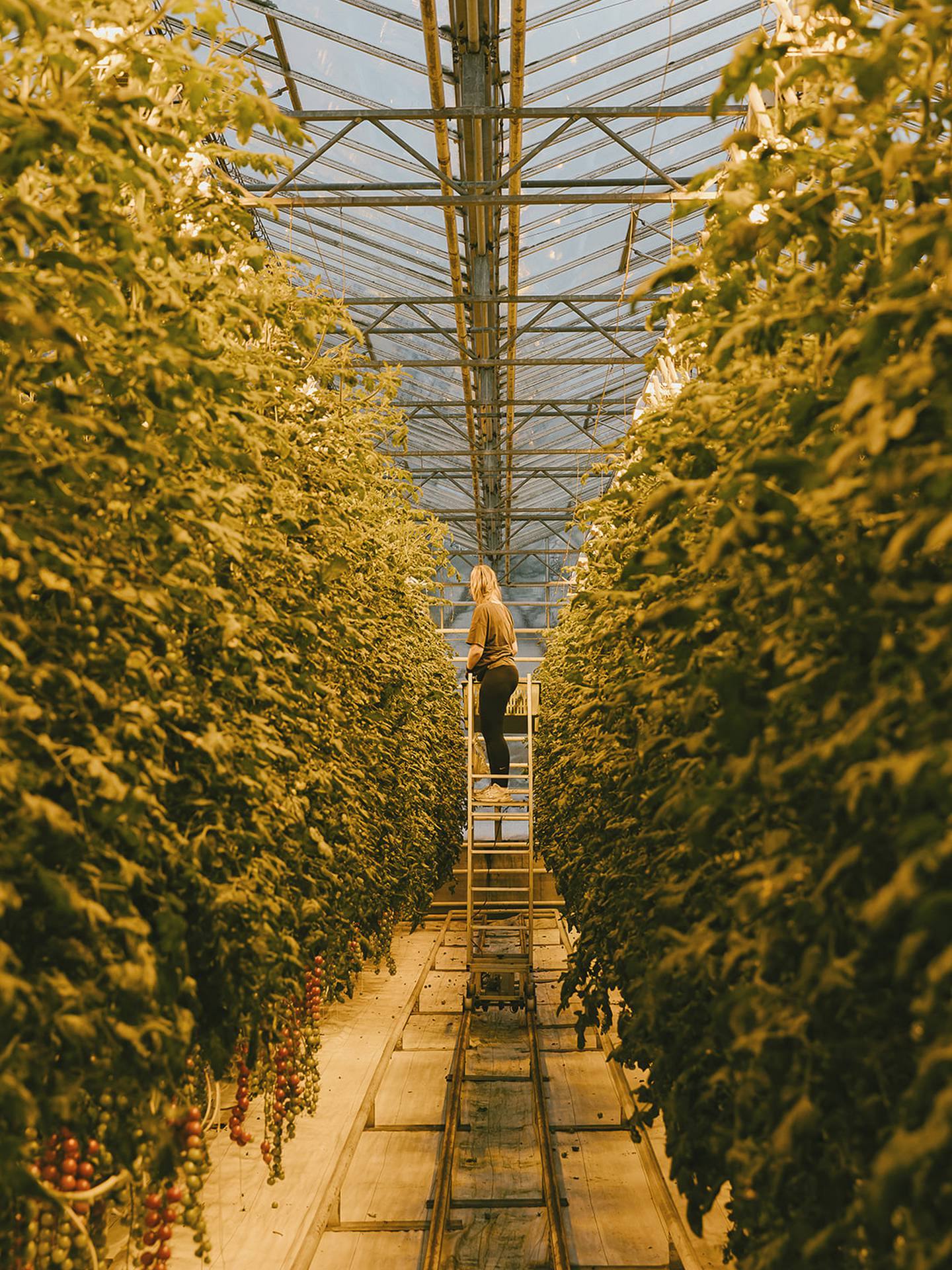 The outside view of the geothermal-powered Friðheimar Greenhouse, which provides Iceland with 40% of its tomatoes.
