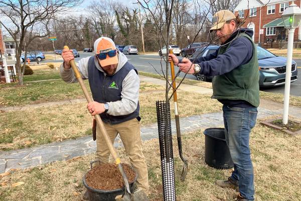 Planting trees is a ‘karma rebuild’ for former Baltimore County tree feller