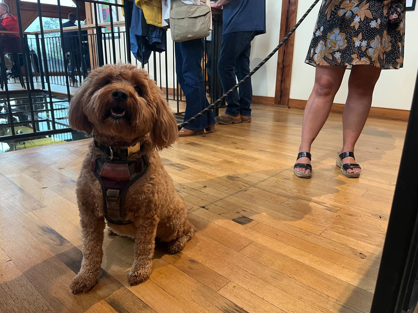 Mango, the mini Goldendoodle, eagerly approached guests at the Blenheim Vineyards in Virginia.