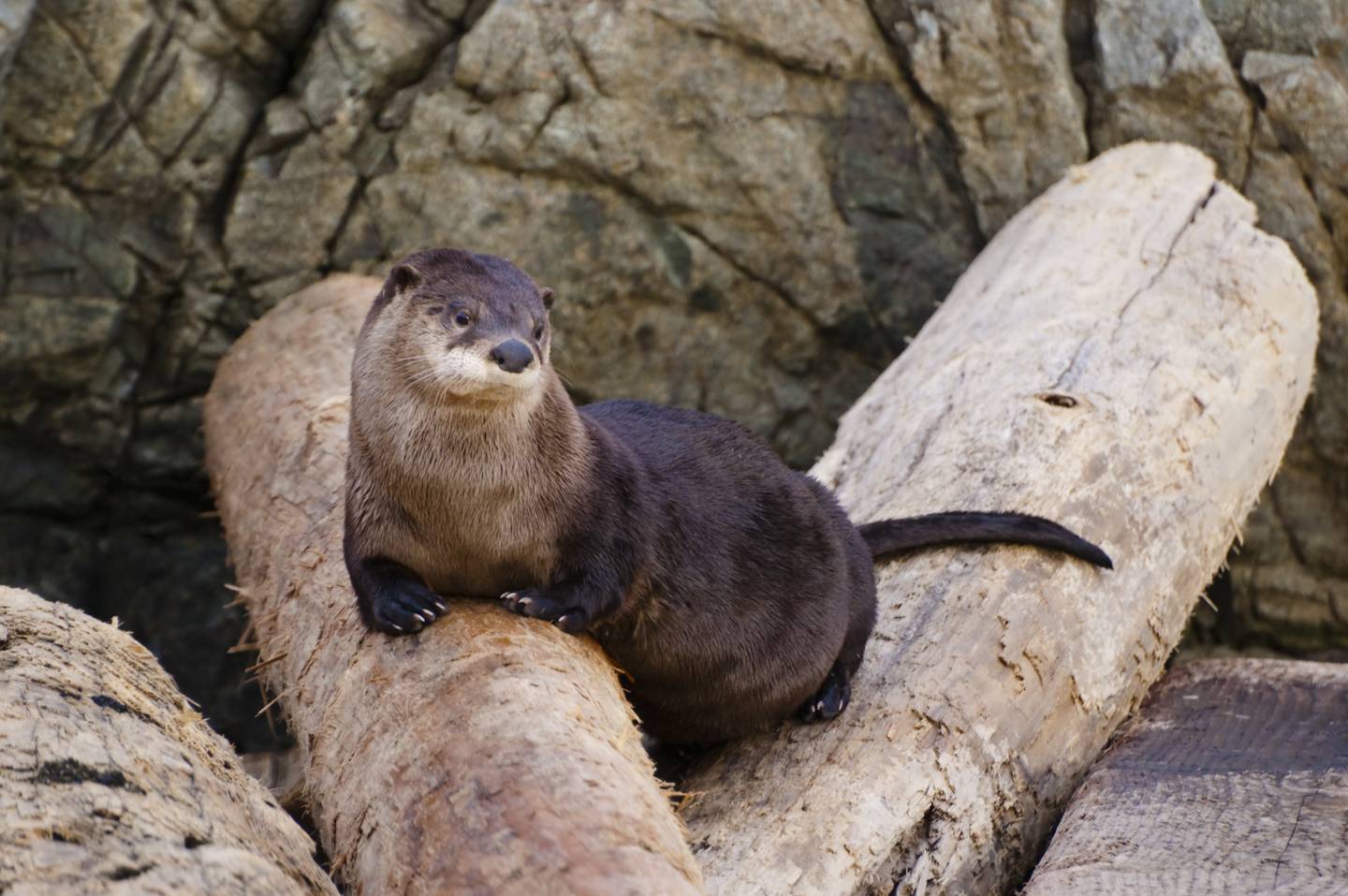 Female North American river otters are induced ovulators, which means they only ovulate after having sex, rather than having regular cycles like humans.