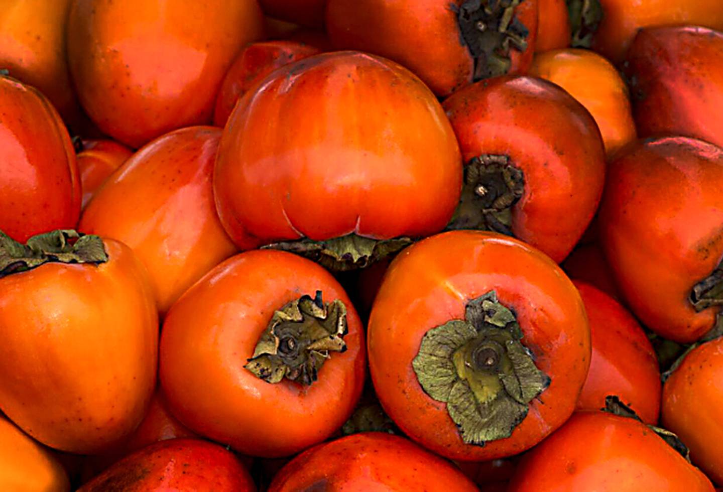 The persimmon could become the State fruit of Maryland.