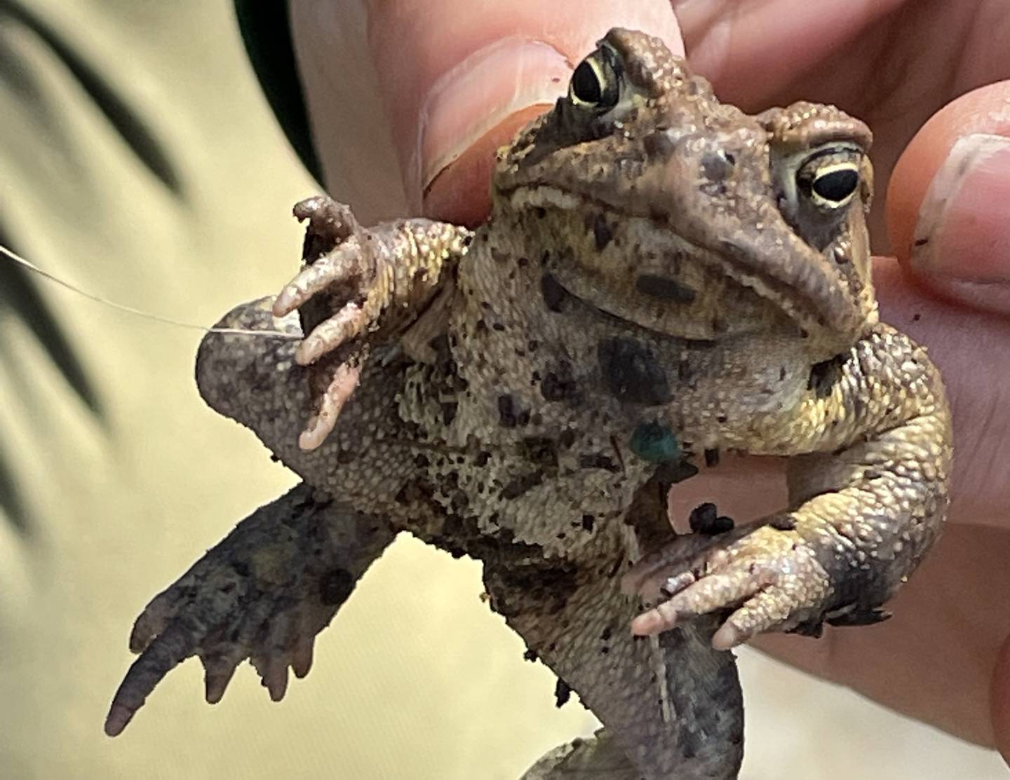 Lisa Lewenz holds up a single toad. As the “Grandee Toad Ferry,” she helps them migrate to their spawning grounds across a bust Baltimore County road.