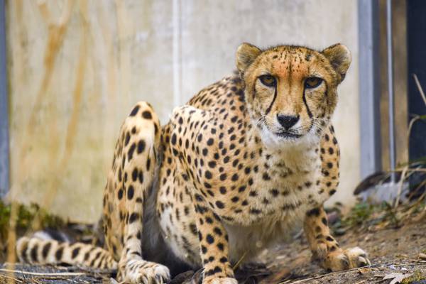 Maryland Zoo euthanizes 8-year-old cheetah named Bud