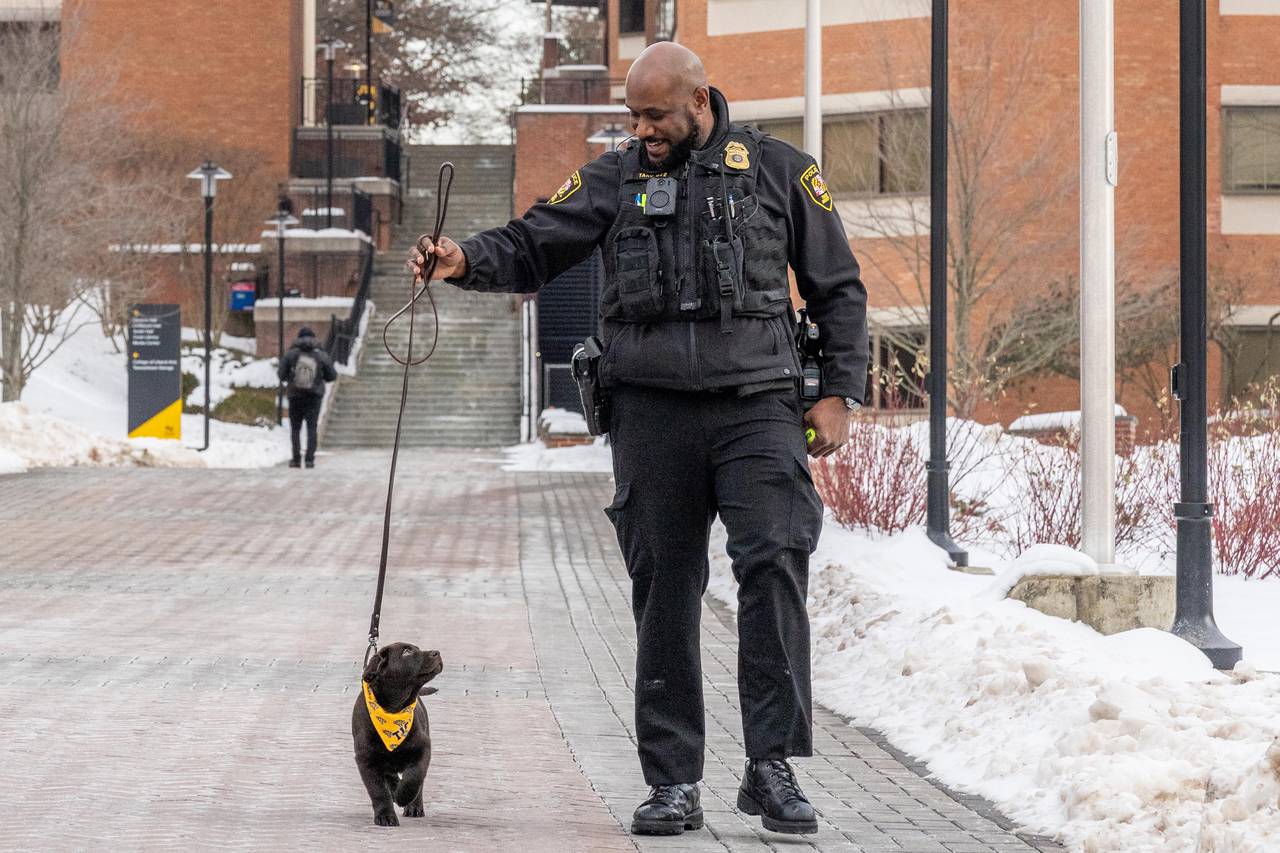 Towson University's yet-unnamed comfort dog, a young chocolate Labrador retriever walks with his handler, Cpl. Jafar Taru.