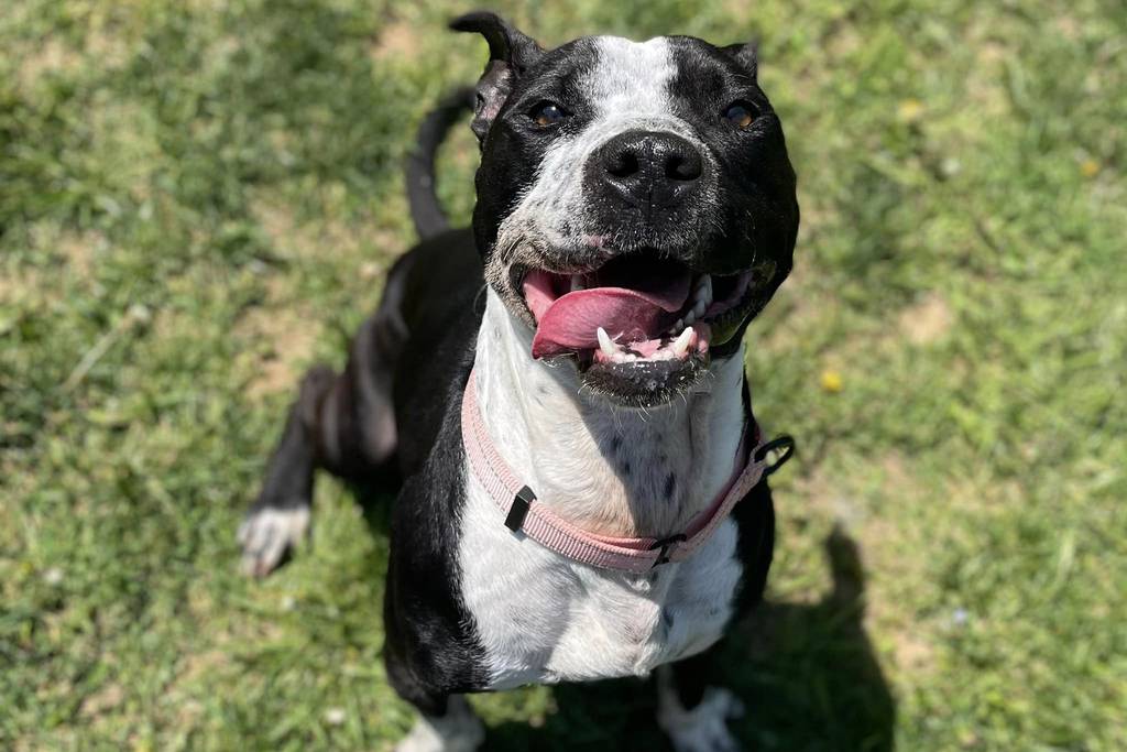 Bricks, a 2-year-old male, has been waiting to be adopted for almost two months. Beginning April 30, 2024, Baltimore County Animal Services is waiving adoption fees for all pets and also throwing in some discounted and free pet perks.