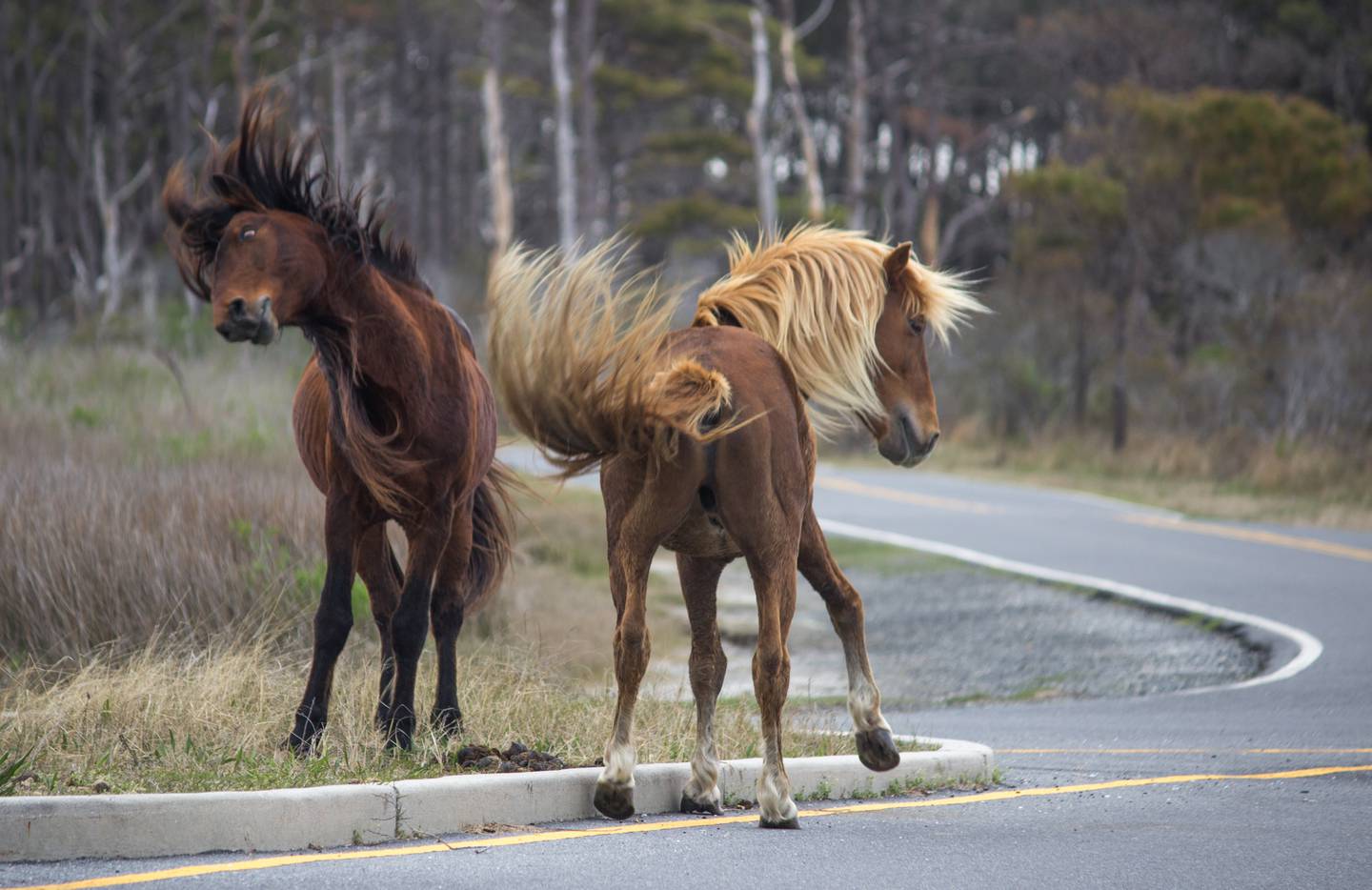 Ponies named Bayberry and Happy shake their manes on Assateague Island.