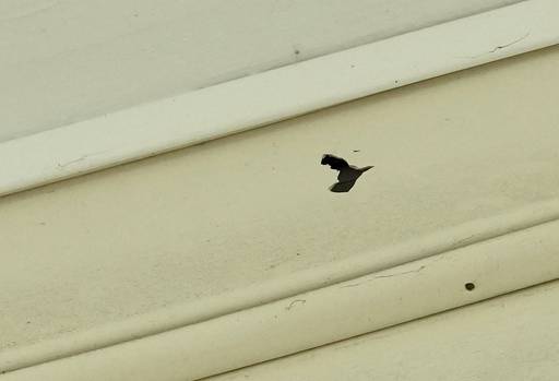 Bullet holes peppered the homes at 1005 and 1007 Paddington Place after a mass shooting took place on Sunday, June 11. One knocked out a window, two hit the vinyl sidings and another hit the ground. (Kaitlin Newman / The Baltimore Banner)