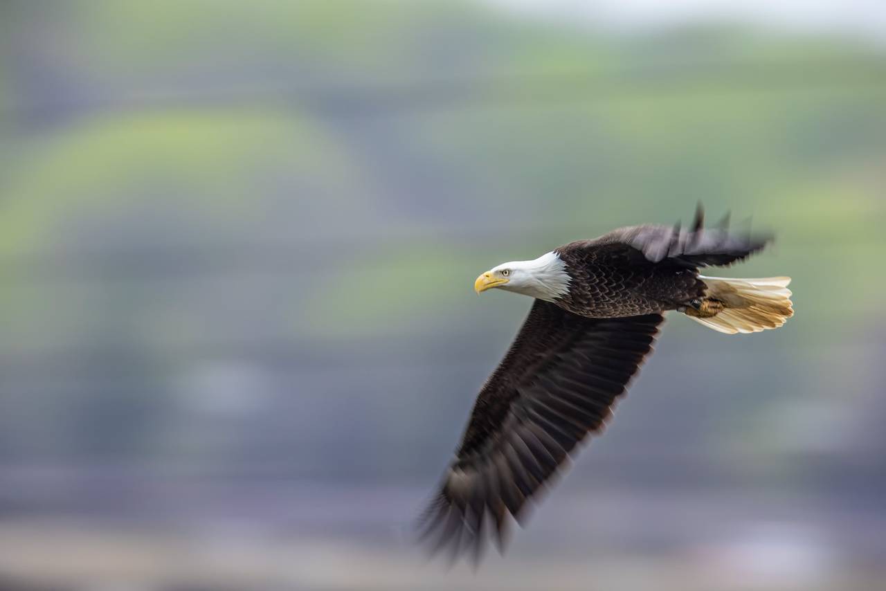 Dik Souan captured this image of an eagle near the Conowingo Dam.