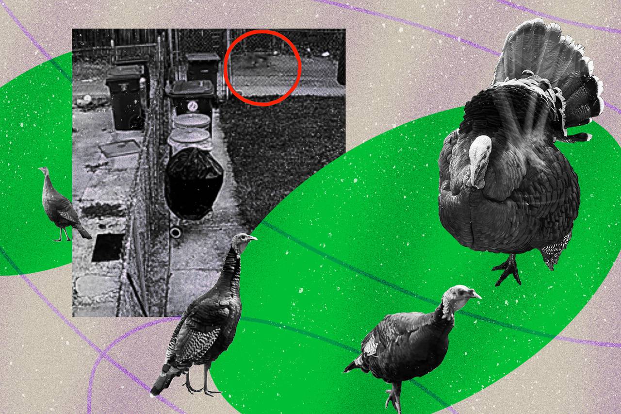 Photo illustration of four turkeys and a screenshot of a video showing a blurry animal running through a Baltimore alley.