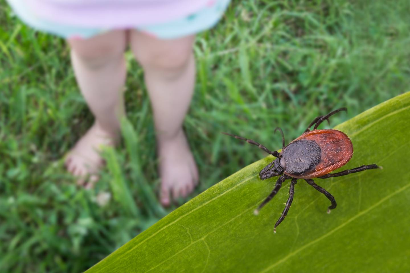 A deer tick in a yard as a child is playing.