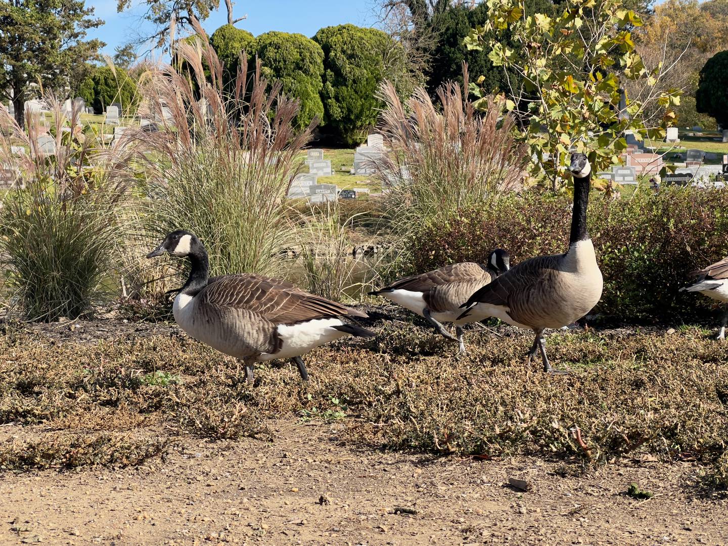 Group of geese at Woodlawn Cemetery
