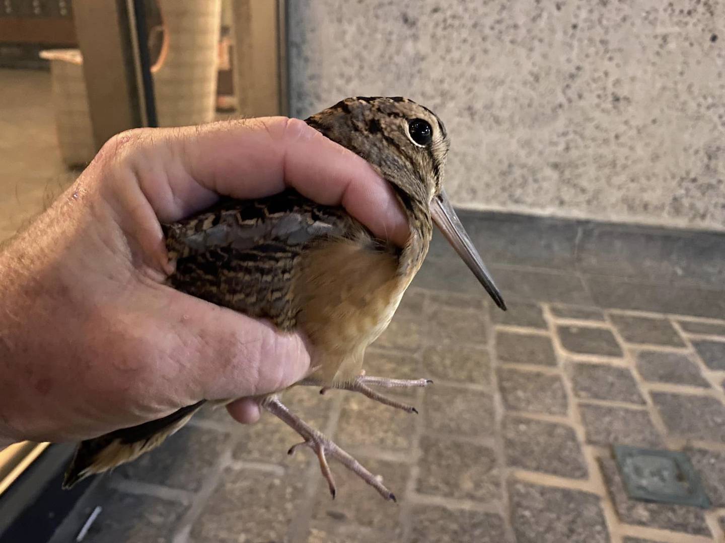 An American woodcock being held in a person's hand