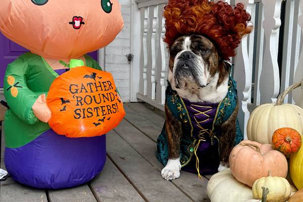 Some of our readers’ best pet Halloween costumes