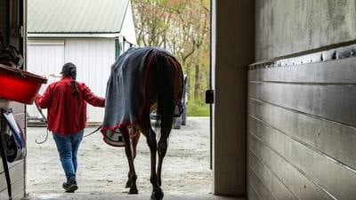 How to train a racehorse: Sizing up the competition for Five Towns in the Gallorette