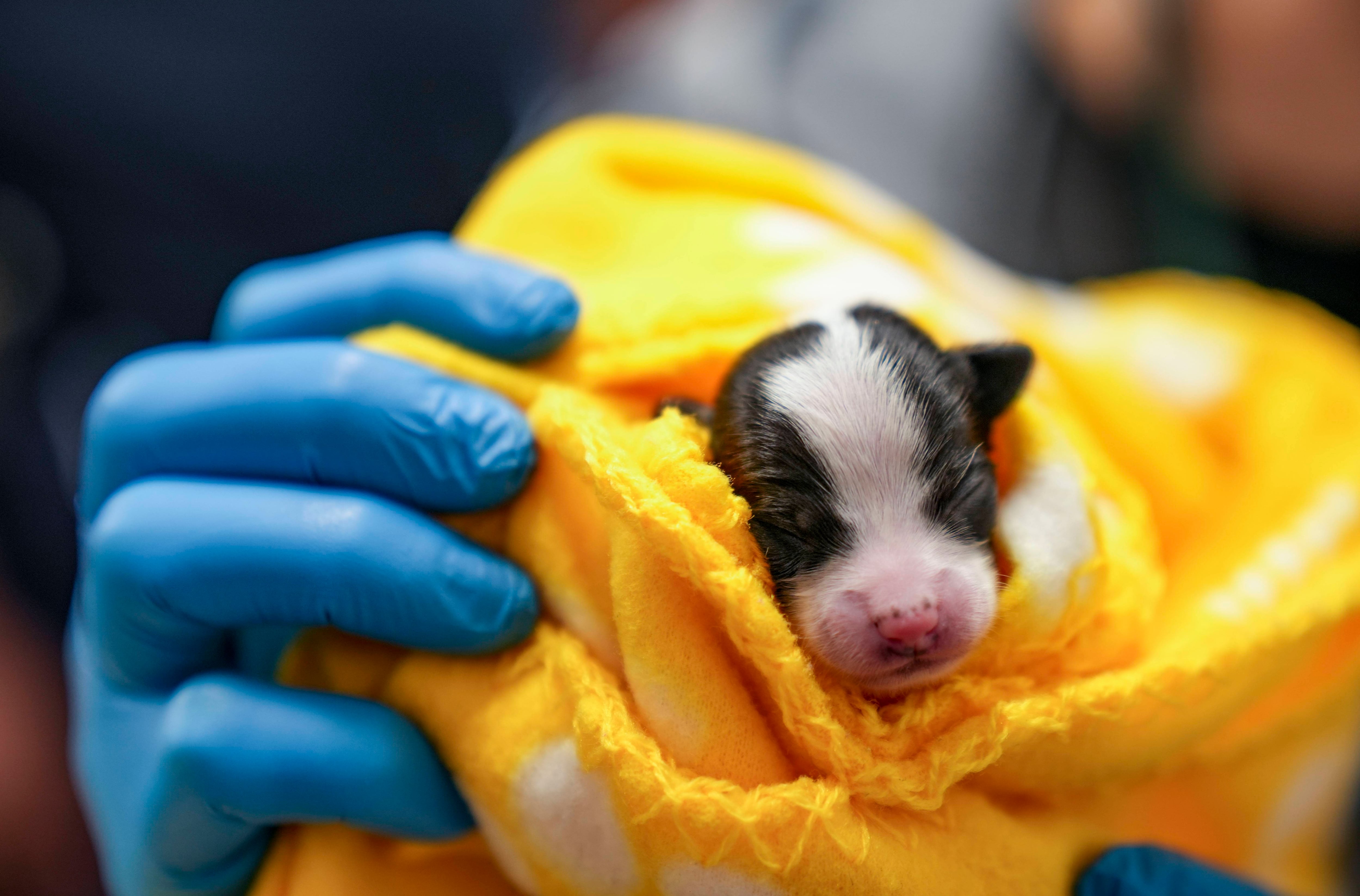 A tiny newborn puppy is handed off between two people.