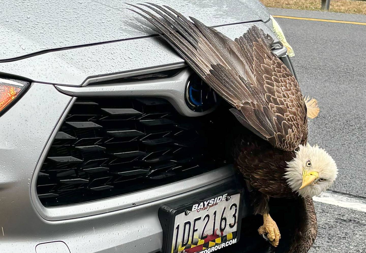 Rebecca Atkins was driving through Route 4, a state highway she usually takes to drive to work, when an eagle collided with her car. The eagle was stuck in the grill for more than an hour.