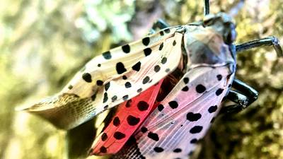 The invasive spotted lanternfly, and its gross honeydew, is here to stay