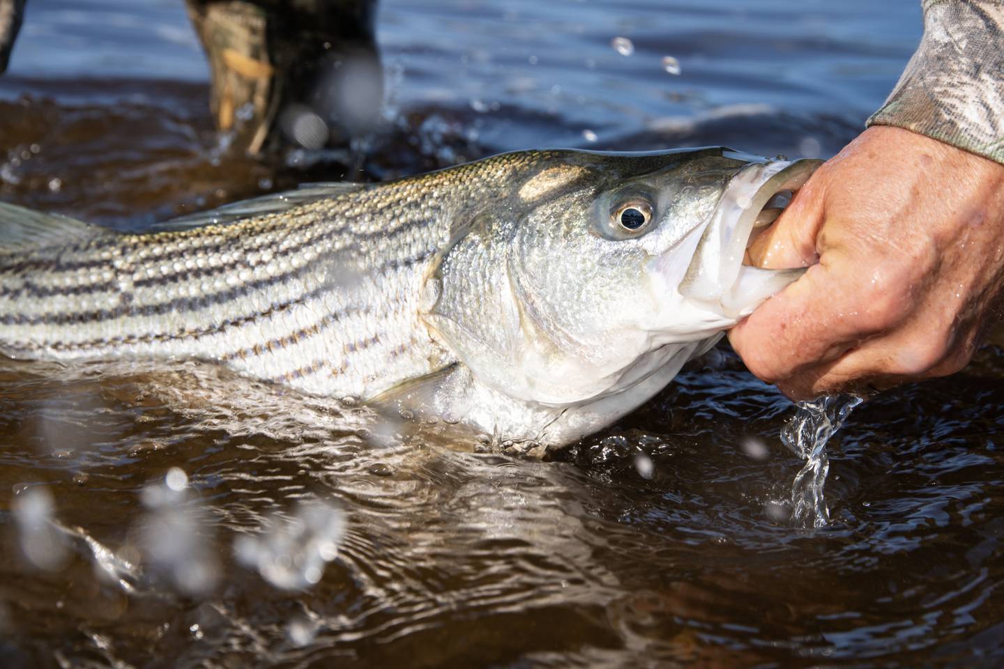 A Striped Bass  being held prior to live release.