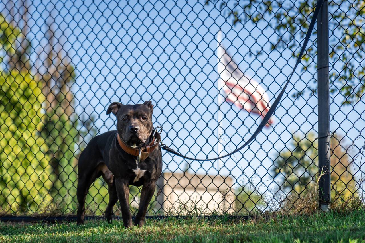 Kodak, Coach Ian Thomas’s three-year-old pit bull terrier, watches the team practice from the fence at Patterson Park. An American flag flies in the background.