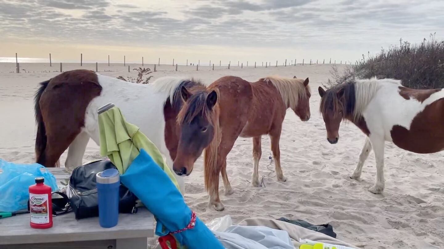 A "gang" of wild ponies hang out at a camp site on Assateague Island.