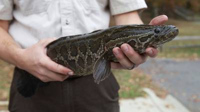Maryland’s northern snakehead fish is about to get a new name: Chesapeake Channa