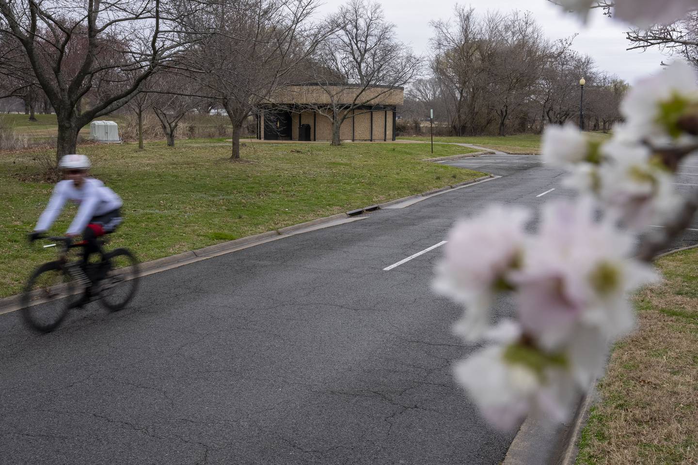 Cherry blossoms are visible along Hains Point in Washington, Monday, Feb. 27, 2023.