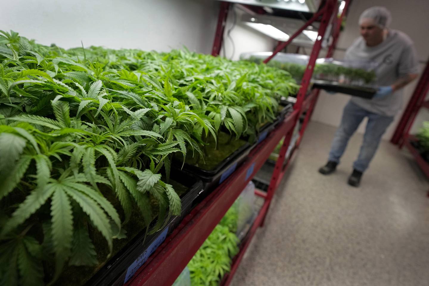 Green marijuana plants are organized on red racks. In the background a man wearing a hair net and latex gloves loads a tray of plants into another rack.