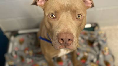 Out of dog space, BARCS waives adoption fees