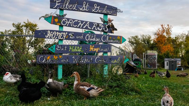 Ducks and chickens walk around a hand-painted sign directing visitors to the various sections of Filbert Street Garden.
